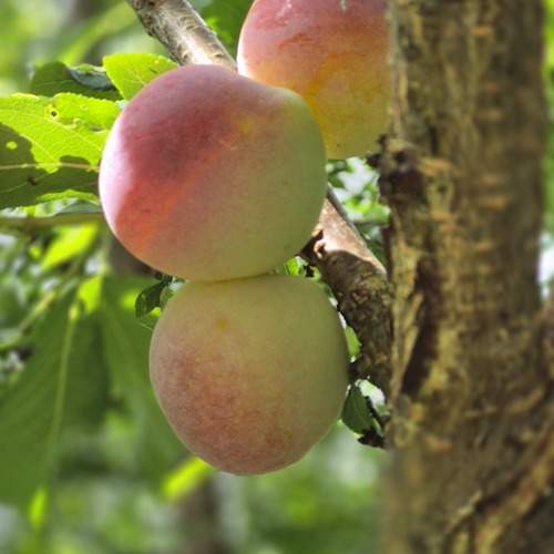Photo #12537179