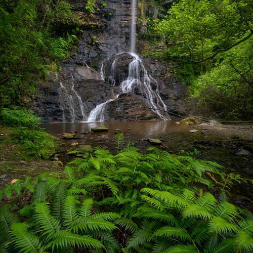 Where Ferns Lead the Way