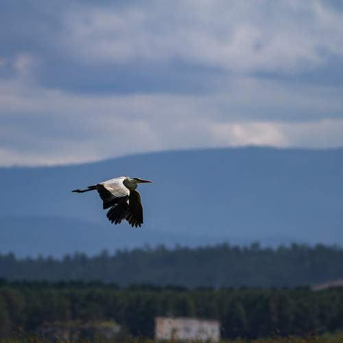 Photo #12538910
