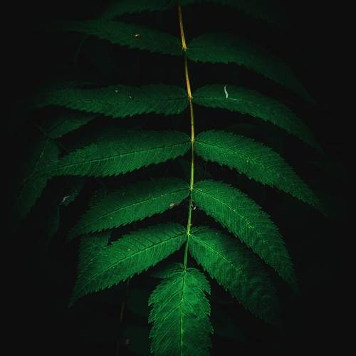 Photo #12540220