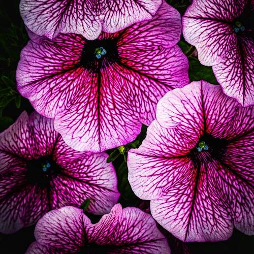 Photo #12540223