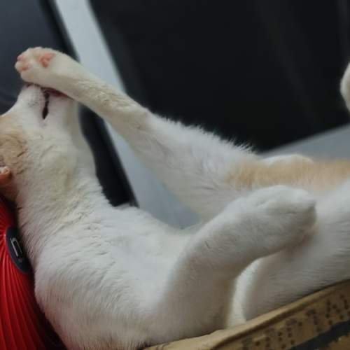 Photo #12540385
