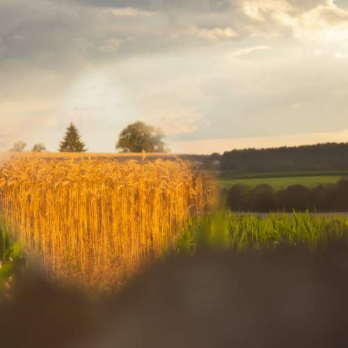 Photo #12540944