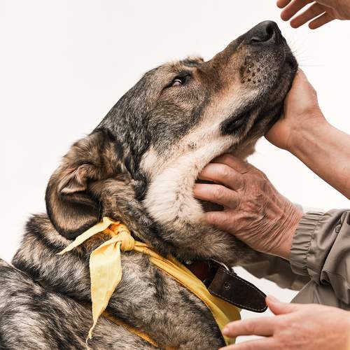 Бездомный пёс