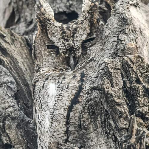 Collared scops owl