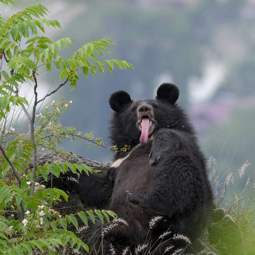Himalyan Black bear