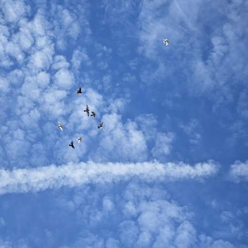 Photo #12542060