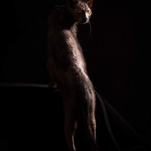Dina Damotseva