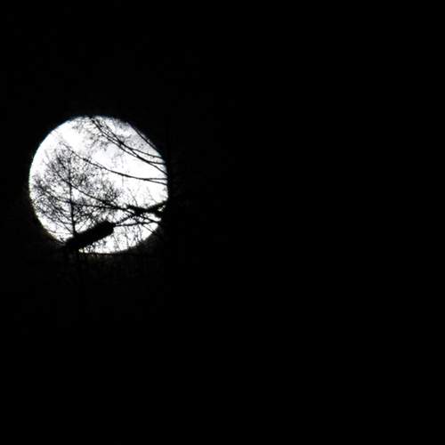 Photo #12547863
