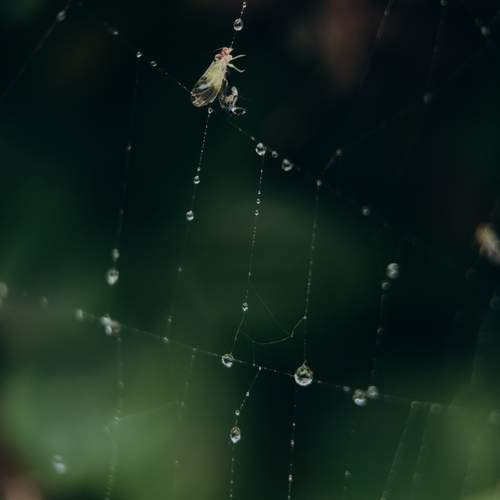 Photo #12548000