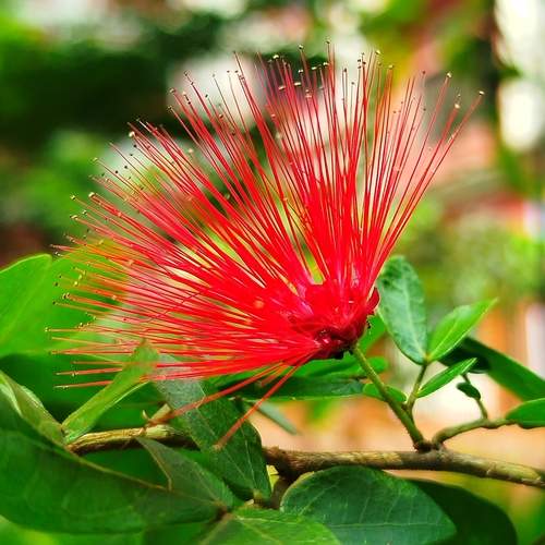 Nature’s Spark