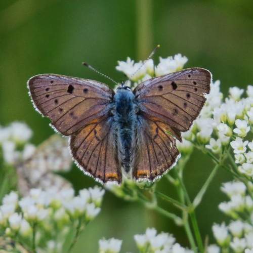 Photo #12551021