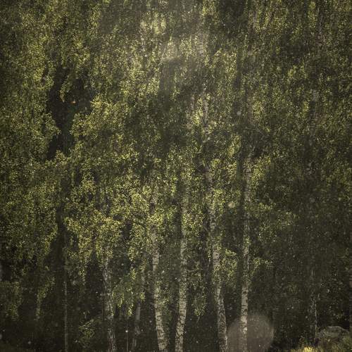 Photo #12552441