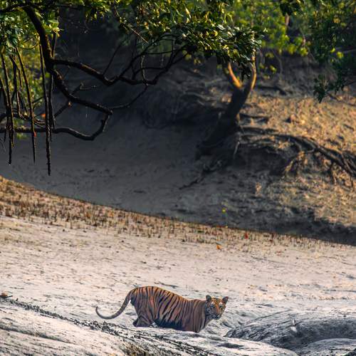 The King of Mangroves
