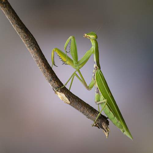 Photo #12553248