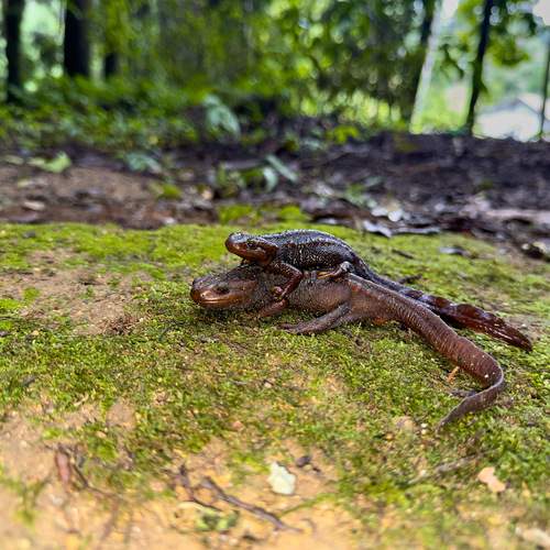 Critically Endangered The Himalayan Newt Salamander in Co-Existence with Human’s…