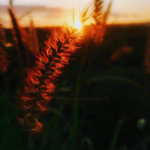 Kissing sun