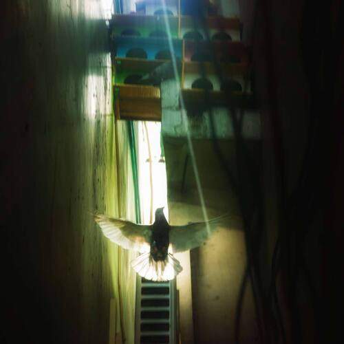 Light and Life Above the Alleyway
