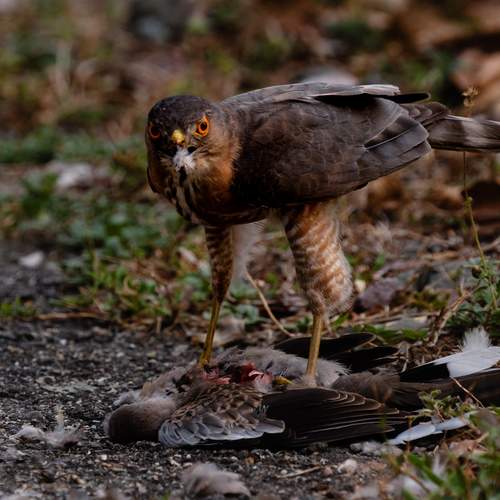 Fierce Gaze of the Hunter