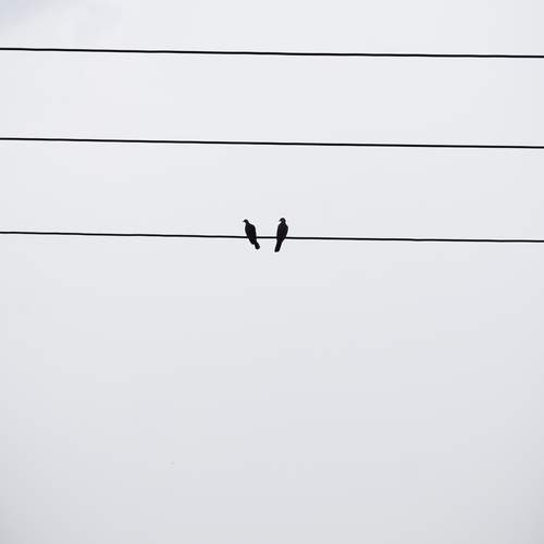 Love Birds