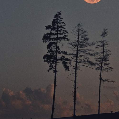 Фотография #12560093