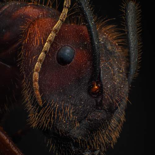 Photo #12560609