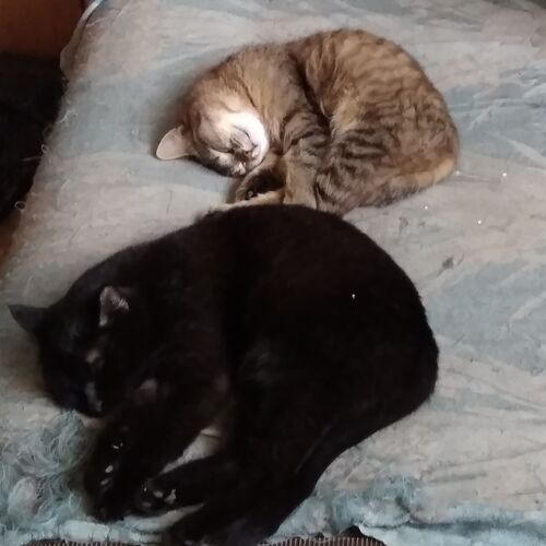 Photo #12561798
