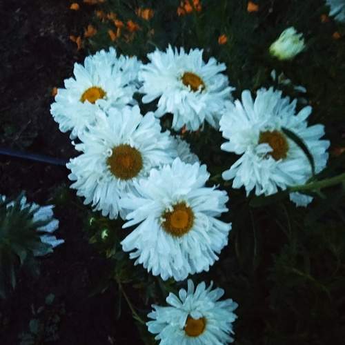 Photo #12561799