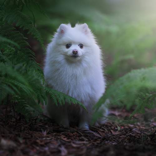 Фотография #12564905