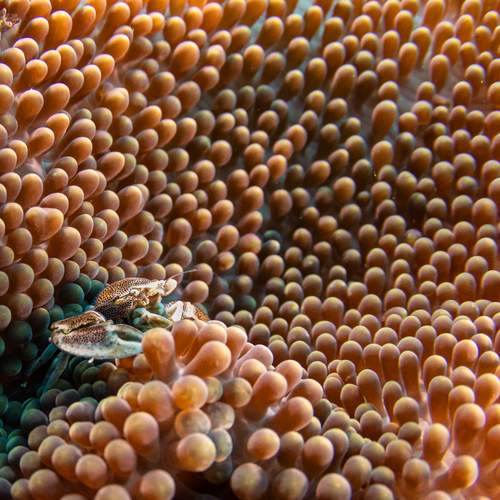 Crab in Coral Embrace