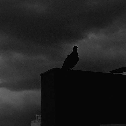 Silhouette of Solitude