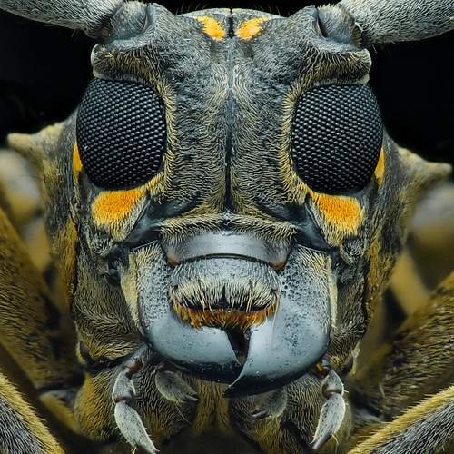 stacking Longhorn bettle