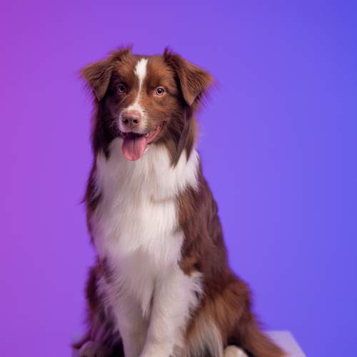 Photo #12567815