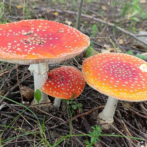 Photo #12568910