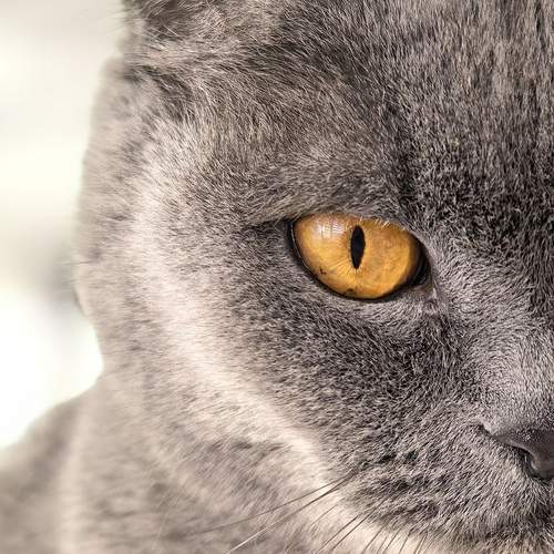 Photo #12569242