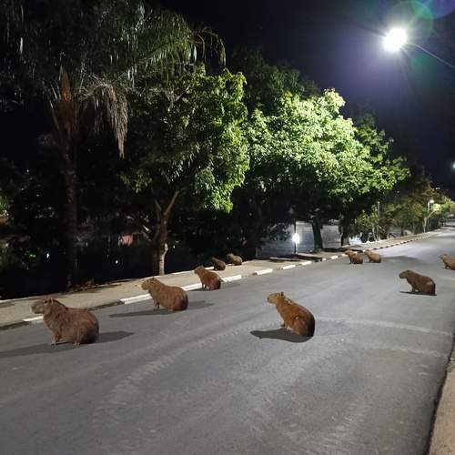 A magia da noite hipnotizando as lindas capivaras.