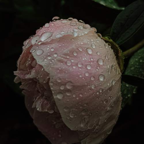 Photo #12572140