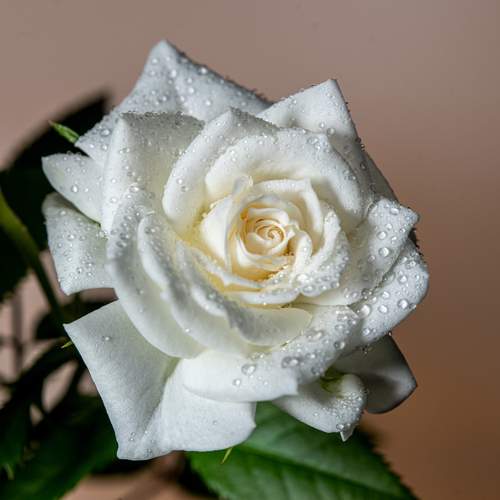 Photo #12572646