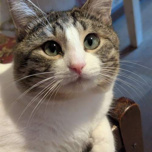 котик
