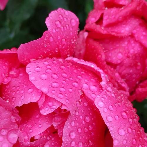 Photo #12574509