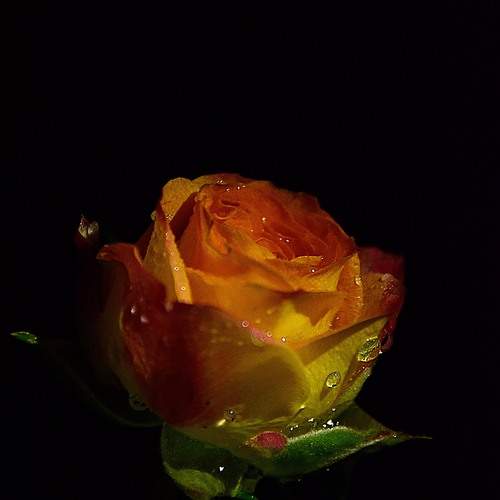 Photo #12575340