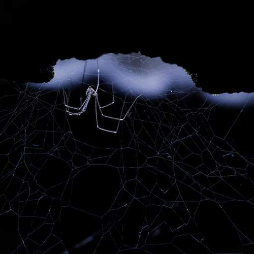 Delicate web comes alive