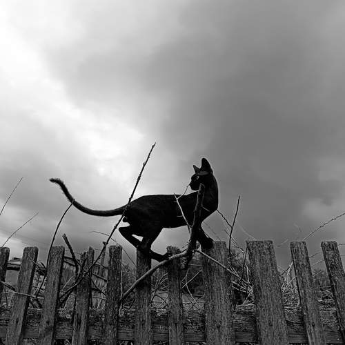Photo #12577166