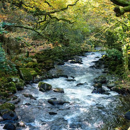 The Plym in October
