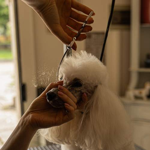 Photo #12578393