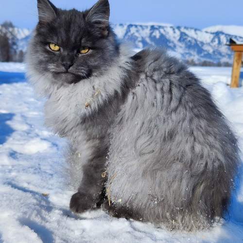 Кот Буч и его Алтай