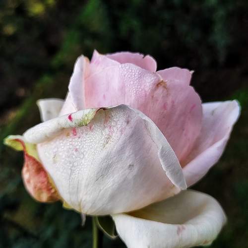 Photo #12580394