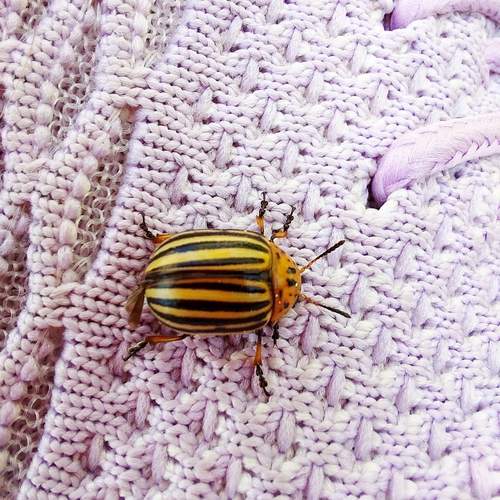 Photo #12580686
