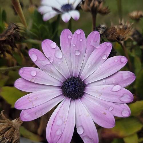Photo #12581059