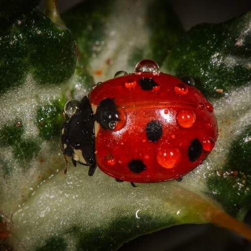 Photo #12581162